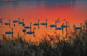 來約！萬只白天鵝在三門峽等你